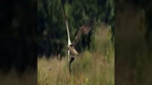 Eagle's Extra Ordinary Hunting in river