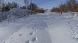 В поисках весны