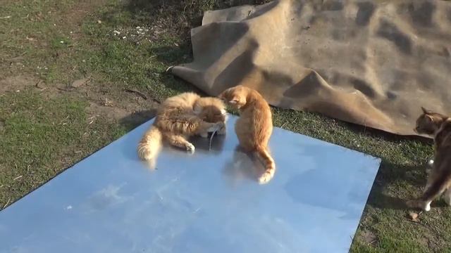 Игривые котики Playful cat