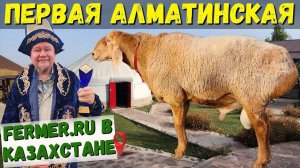 Выставка курдючных овец мясо-сального направления продуктивности Алматинской области.