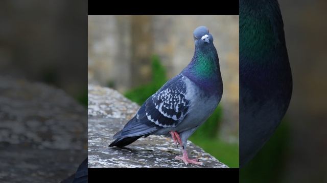 мой первый Эдит смотреть онлайн