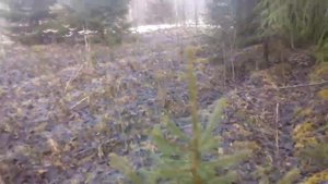 Поиск рогов лося.