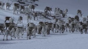 Le peuple des forêts (1-3) - L'âge de glace_Arte_2018_01_04_22_22