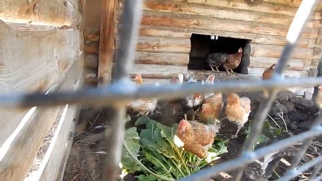 яйценоскость кур несушек зимой Повышение яйценоскости