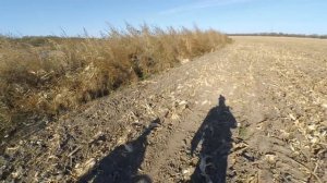 ОХОТА НА ФАЗАНА. ОХОТНИЧЬЯ ОСЕНЬ ИЛИ МАЛЕНЬКАЯ ЖИЗНЬ.