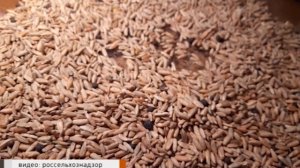 Об итогах проверок хозяйств Костромской области осуществляющих хранение и реализацию зерна