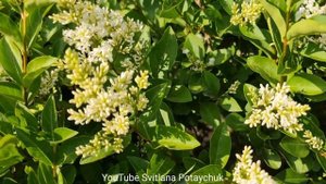 Бирючина звичайна. Atrovirens. Вовчі ягоди. Бирючина обыкновенная. Ligustrum vulgare. Живая изгород