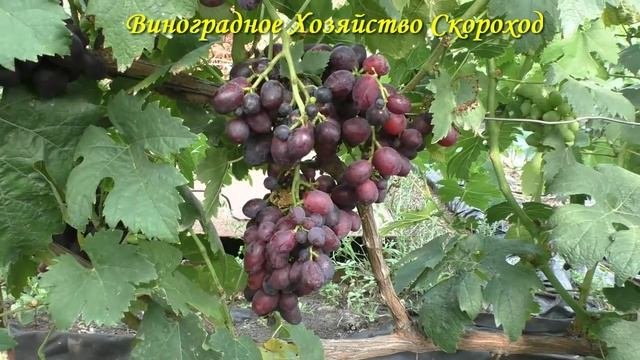Виноград 2022. Талдун - результаты испытаний