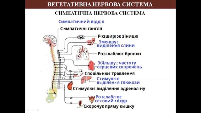ВЕГЕТАТИВНА НЕРВОВА СИСТЕМА ЛЮДИНИ смотреть онлайн