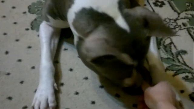 Шаня и бычий... корень)))))) смотреть онлайн