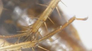 Таракан под микроскопом