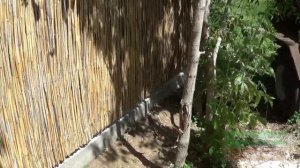 экологический забор из камыша (мини)