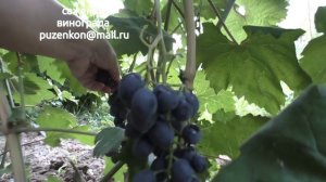 Виноград Эфиоп - ультраранний виноград, участок Пузенко Натальи Лариасовны