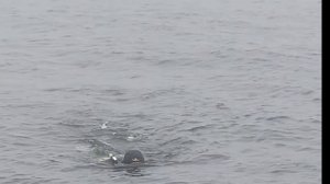 Обзор подводного скутера Waydoo Subnado. Крутой помощник дайвера всего за 38000 руб. Качество DJI