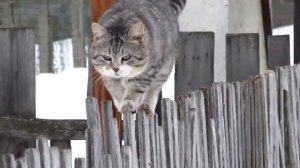 Как передвигается кошка (окружающий мир, 2 класс)