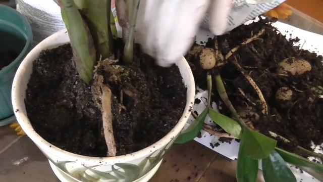 ЗАМИОКУЛЬКАС ДОЛЛАРОВОЕ ДЕРЕВО  ПЕРЕСАДКА УХОД И СОДЕРЖАНИЕ