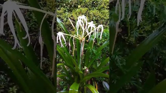 BEACH SPIDER LILIES (Hymenocallis littoralis) #shorts #plants #beach #spider #lilies