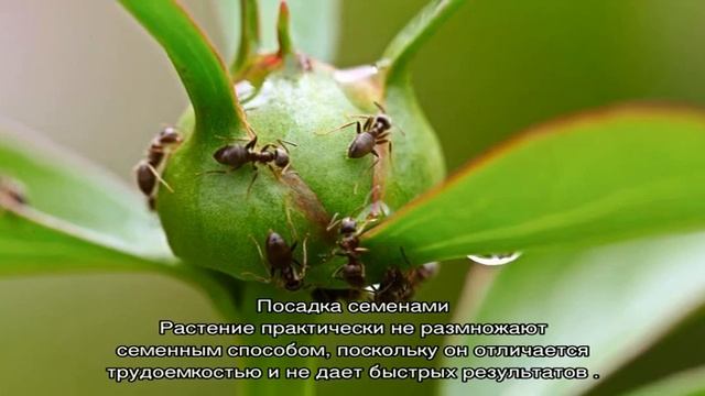 Пион Ред Чарм (Paeonia Red Charm) — характеристики сорта смотреть онлайн