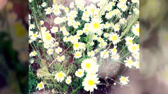 Просто красивый видеоролик