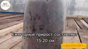 Туя Санни Смарагд  - вечнозеленая красавица? от Питомника Росток!