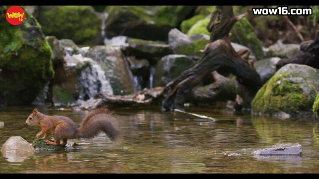 Listen, See and Think: Episode 539 (Squirrels) смотреть онлайн