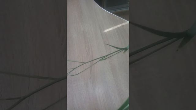 Хлорофитум 30.10.2020 смотреть онлайн