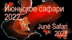 Июньское сафари 2022