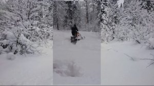 Бедярыш Метелица 2018