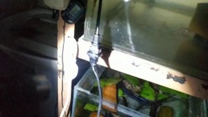 Коллапс на разводне аквариумных рыбок