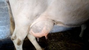 Как быстро снять отек вымени у коровы//Супер средство от отека вымени. Три дня и его нет!