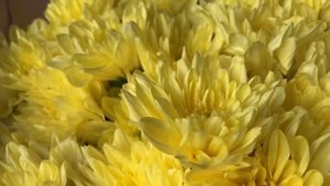 Букет из желтых кустовых хризантем