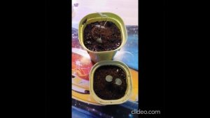Клематис маньчжурский Таежный Снег от Гавриш 2 часть