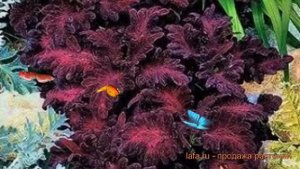 Колеус обыкновенный Блэк Дракон ? колеус Блэк Дракон обзор: как сажать семена колеуса Блэк Дракон