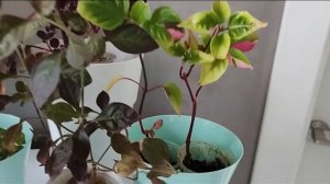 Пестролистные растения - фейерверк красок!