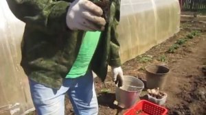 Как посадить капусту брокколи в огороде?