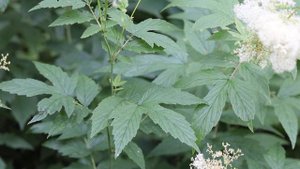 Таволга вязолистная