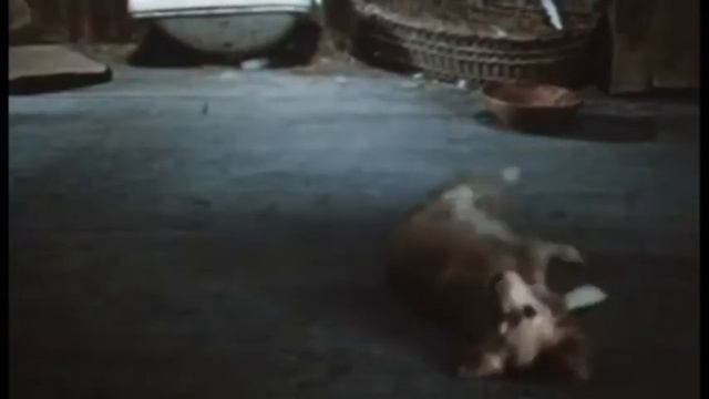 Светлана Русская - "Каштанка" смотреть онлайн