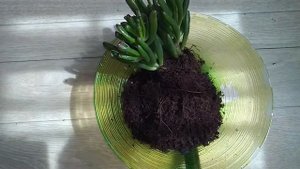 КРАССУЛА ОВАТА ГОЛЛУМ. ПЕРЕСАДКА В ГРУНТ.