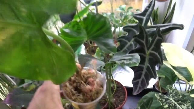 Алоказия "Морской скат" Alocasia Stingray смотреть онлайн