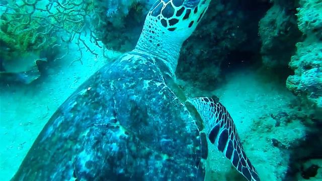 4k Природа Приятные звуки 4K Video Ultra HD Dbltj 4k Черепаха смотреть онлайн