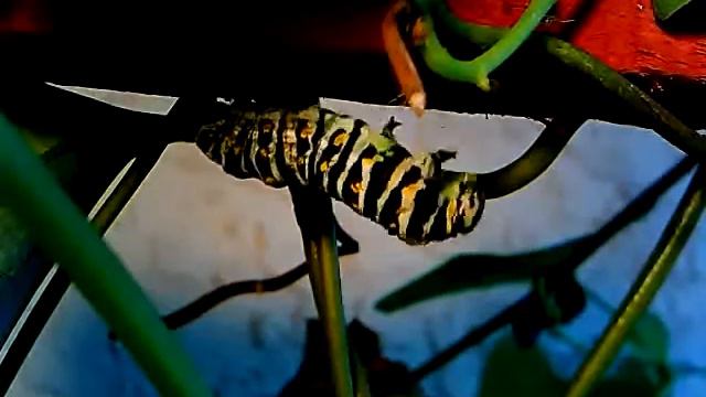 Eastern Black Swallowtail Pupating смотреть онлайн