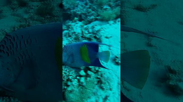 Желтополосый ангел Pomacanthus maculosus, Шарм-эль-шейх  #sharmelsheikh #шармэльшейх #diving #egypt