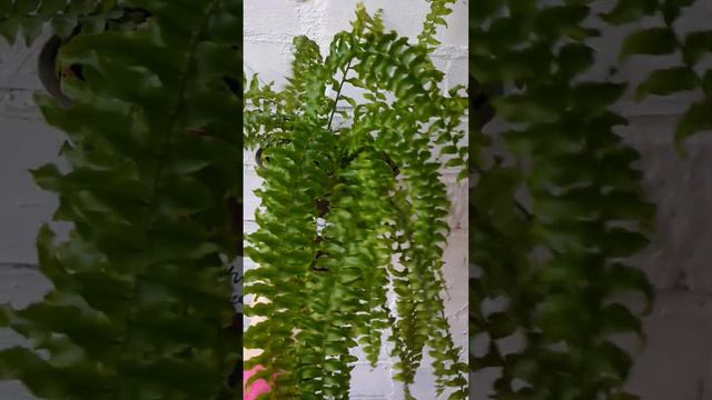 Что самое важное для комнатных растений? смотреть онлайн