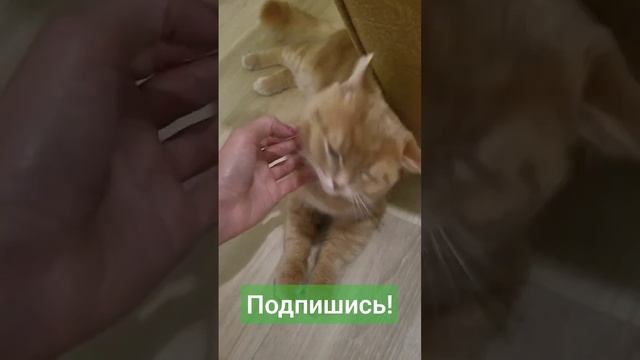 Персик??и успех?