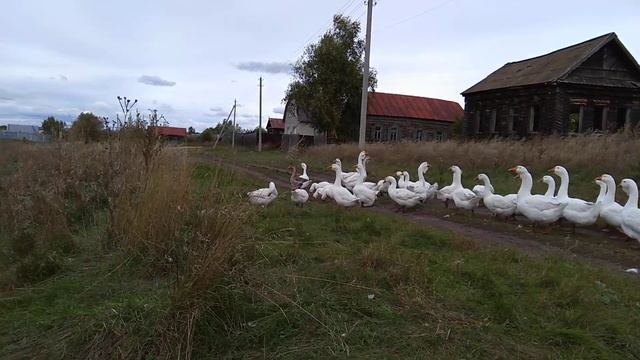 продажа холмогорских гусей. смотреть онлайн