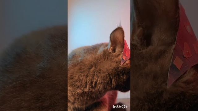 Сказка о царе Салтане #сказка #пушкин #смешныеживотные #русскиесказки #благинина #шотландскаякошка смотреть онлайн