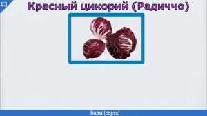 ЦИКОРИЙ описание, виды, состав, как выглядит, где растет, заготовка | ЦИКОРИЙ – царь-корень!
