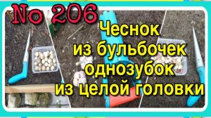 Посадка Чеснока. Способы посадки. Бульбочки. Однозубки. Целой головкой