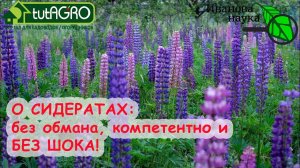 ВРЕМЯ УДОБРЯТЬ ПОЧВУ! СИДЕРАТЫ - ПРИРОДНОЕ УДОБРЕНИЕ 1500 %! Как не прервать цикл плодородия?