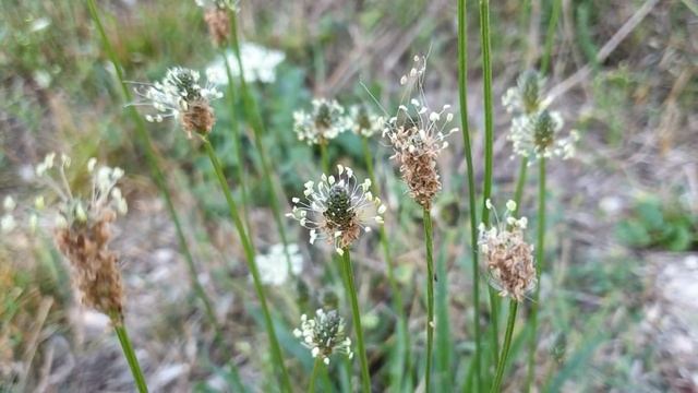 Plantago lagopus ดอกอุ้งเท้ากระต่าย смотреть онлайн
